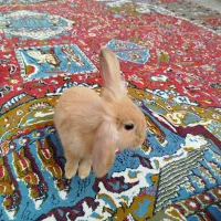 خرگوش لوپی|موش و خرگوش|زاهدان, |دیوار