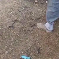 فروش تخم مرغ محلی نطفه دار،مرغ تخمگذار، کود مرغی|حیوانات مزرعه|زنجان, |دیوار