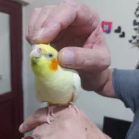 عروس هلندی لوتینو ماده رام شش ماهه مست مست|پرنده|رشت, یخسازی|دیوار