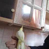 جوجه عروس هلندی سرلاکی|پرنده|اصفهان, ملک‌شهر|دیوار
