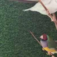 فنج گلدین نر