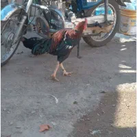 خروس|پرنده|درمیان, |دیوار