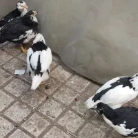 جوجه خروس گلین