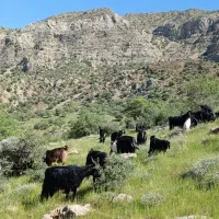 فروش ۱۲ راس بز جوان کوه چر