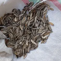 تخمه عالی درجه یک بوجاری شده|عمده‌فروشی|اشترینان, |دیوار