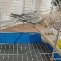 عروس هلندی|پرنده|قدس, شهر‌قدس|دیوار