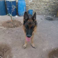 ژرمن شپرد|سگ|اشتهارد, |دیوار