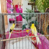 یه جفت قناری رسمی بلند