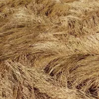 برنج کامفیروزی|خوردنی و آشامیدنی|سپیدان, |دیوار