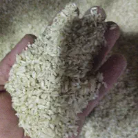 فروش برنج چمپا محلی