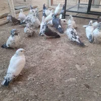 کفتر پرشی|پرنده|مبارکه, |دیوار