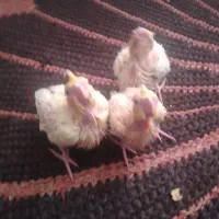 ۳جوجه عروس هلندی سرلاکی لوتینو همگی تپلی