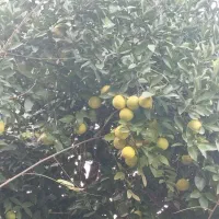 پرتغال محلی|خوردنی و آشامیدنی|رشت, معلولین|دیوار