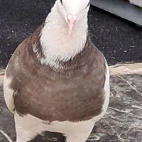 معاوضه کبوترباسهره دهن زن