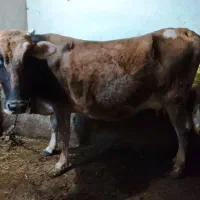 یک گاوباگوساله ماده