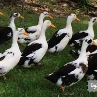 فروش اردک محلی