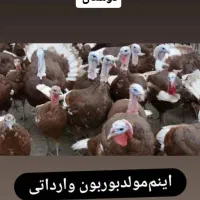 جوجه بوقلمون ۲۰ روزه برنز و بوربون|حیوانات مزرعه|بابل, |دیوار