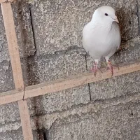 نر سفید گرفتنی