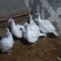 بوقلمون  گوشتی