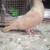 یک جفت کبوتر درجایی