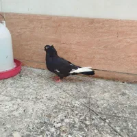 سینه سیاه