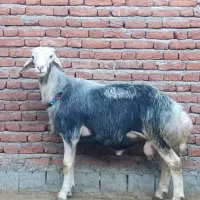 قوچ و میش|حیوانات مزرعه|گرگان, |دیوار