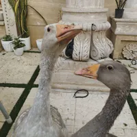 غاز
