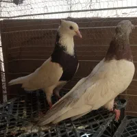کله ای نر با طوقی ماده
