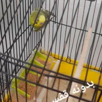 مرغ عشق|پرنده|سراب, |دیوار