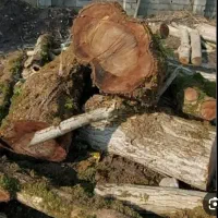 چوب درخت کیوی توت انجیر فروشی ، توضیحات حتماً بخون