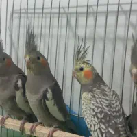 عروس هلندی نر و ماده