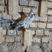 گوره ایی نر|پرنده|مبارکه, |دیوار