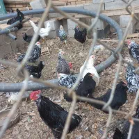 مرغ گلین|حیوانات مزرعه|بن, |دیوار