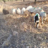 بره نروماده ۹عدد