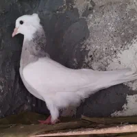 طوقی الماسی