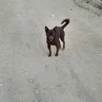 سگفندی|سگ|محمدبار, |دیوار