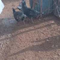 بوقلمون ماده در معمولان