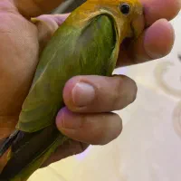 طوطی برزیلی