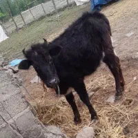 گاو ‌‌ لیشه