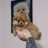 پامرانین خرسی پامر پرتغالی سفید