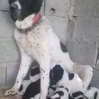 واگذاری توله سگ قدرجونی|سگ|اصفهان, قهاب جنوبی|دیوار