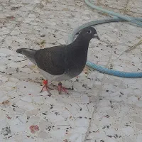 یه جفت جوجه کبوتر