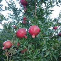 مغازه برای میوه فروشی میخام