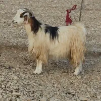 بز داشتی جوان دوقلو زا 50 روز ابست