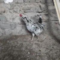 باسلام خروس ونیمچه وارگ گلین|حیوانات مزرعه|گچی, |دیوار