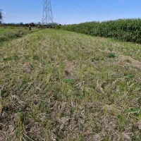 زمین شالیکاری برنج ۱۲۰۰ مترمربع