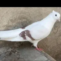 کبوتر نباتی|پرنده|دورود, |دیوار