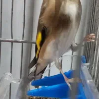 سهره جوجه و (جفتی )|پرنده|تهران, خاوران|دیوار