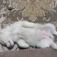 باسلام توله پامر۳ماهه شناسنامه واکسن خورده|سگ|مرودشت, سهلآباد|دیوار