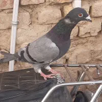 جفت کبوتر سبز سیاه موره ای